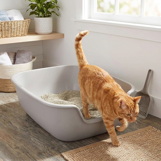 Betterbox Litter Box lifestyle